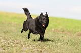 SCHIPPERKE 489